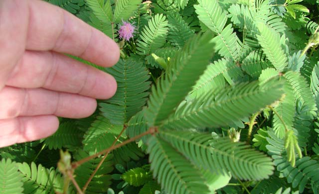 Amazing health benefits of ‘Touch Me Not’ plant