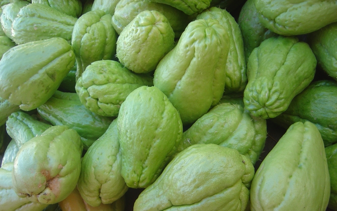 ‘Squash’ or ‘Eskos’ has many health benefits