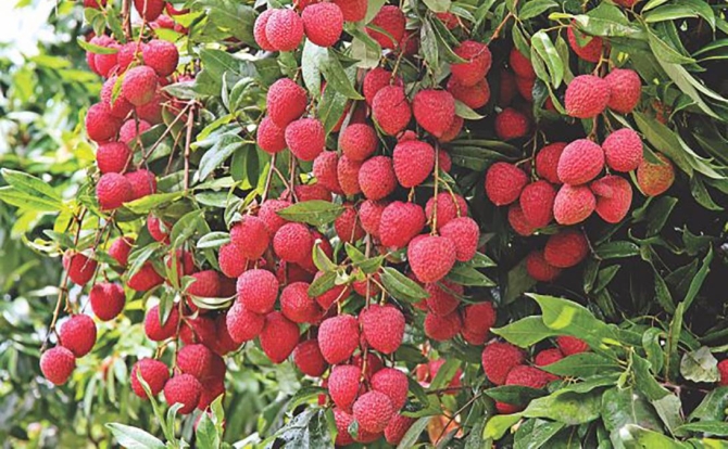 Over 50 children die in Bihar due to eating litchi