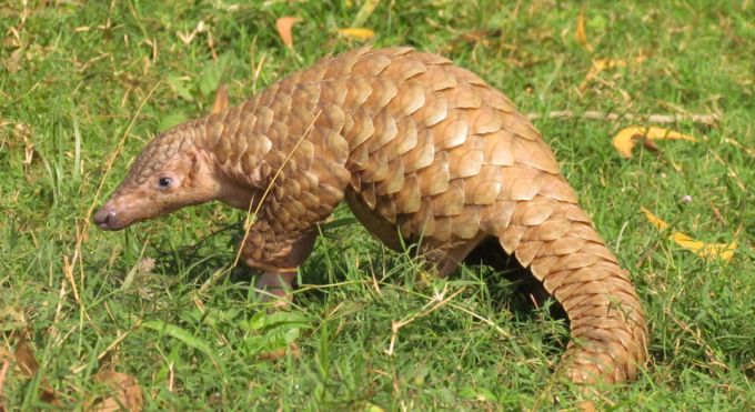 Pangolins suspected for spread of Cornavirus to humans