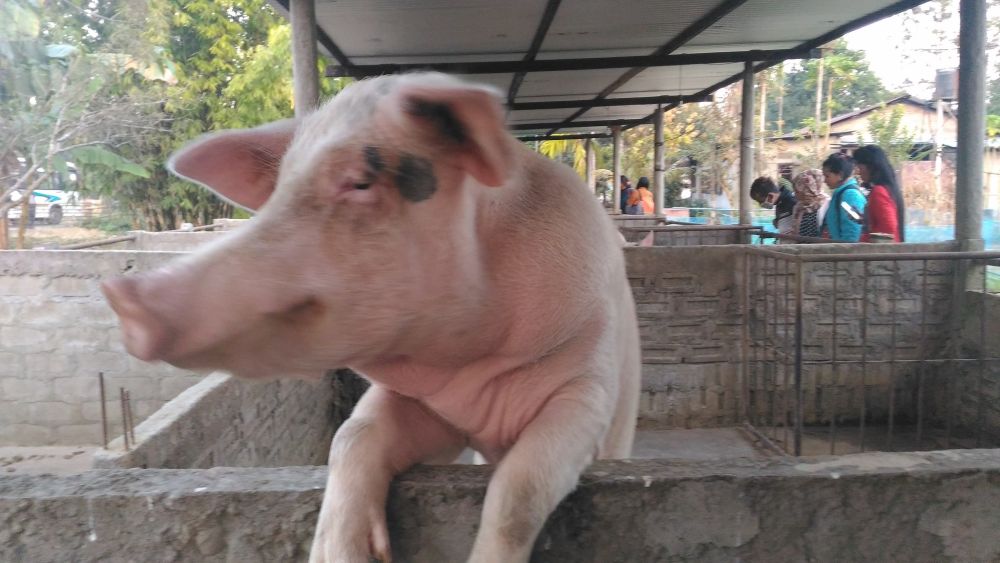 Swine fever: Assam bans transportation, import of pigs