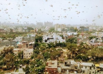 Huge swarms of locusts enter Delhi – Gurgaon