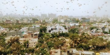 Huge swarms of locusts enter Delhi – Gurgaon