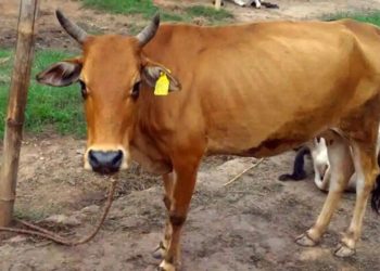 Lumpy Skin disease alert in Nagaland