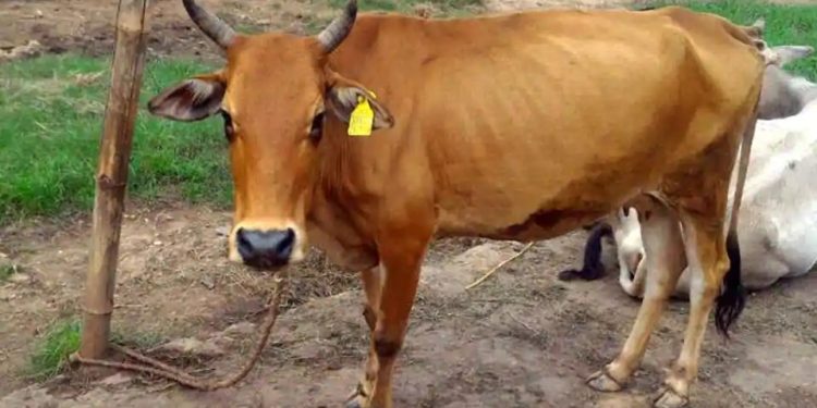 Lumpy Skin disease alert in Nagaland