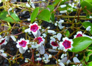 Amazing Health Benefits of Skunk vine or Chinese fever vine