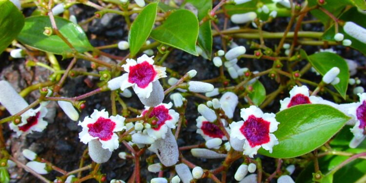 Amazing Health Benefits of Skunk vine or Chinese fever vine