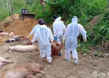Over 10,000 pigs die of African Swine Fever in Mizoram