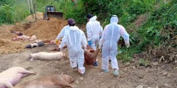 Over 10,000 pigs die of African Swine Fever in Mizoram
