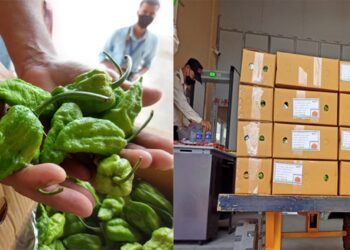 ‘Raja Mircha’ Exported To London For The First Time