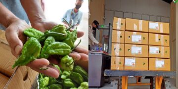 ‘Raja Mircha’ Exported To London For The First Time