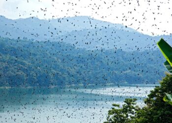 Thousands of Amur falcons arrive in Nagaland
