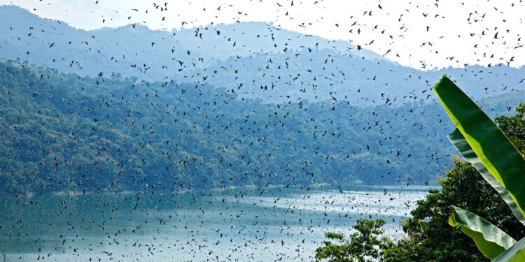 Thousands of Amur falcons arrive in Nagaland