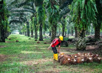 Why India Wants To Produce Palm Oil On Large Scale