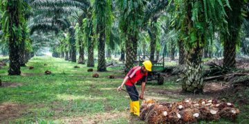 Why India Wants To Produce Palm Oil On Large Scale