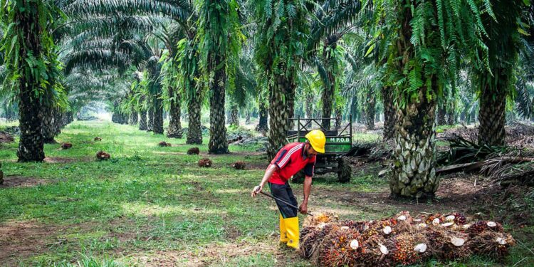 Why India Wants To Produce Palm Oil On Large Scale