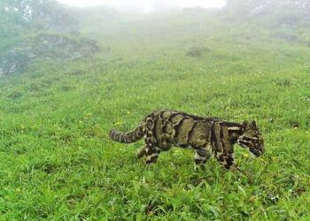 Rare clouded leopard spotted at Mt. Saramati
