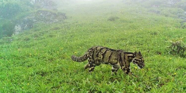 Rare clouded leopard spotted at Mt. Saramati
