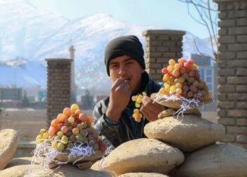 How Afghans preserve grapes for months using clay