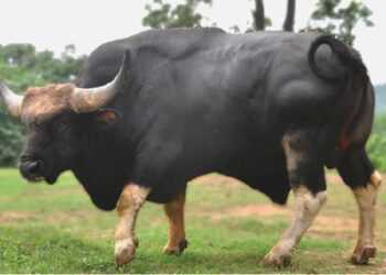 Nagami becomes the world’s first recognised Mithun breed