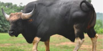 Nagami becomes the world’s first recognised Mithun breed