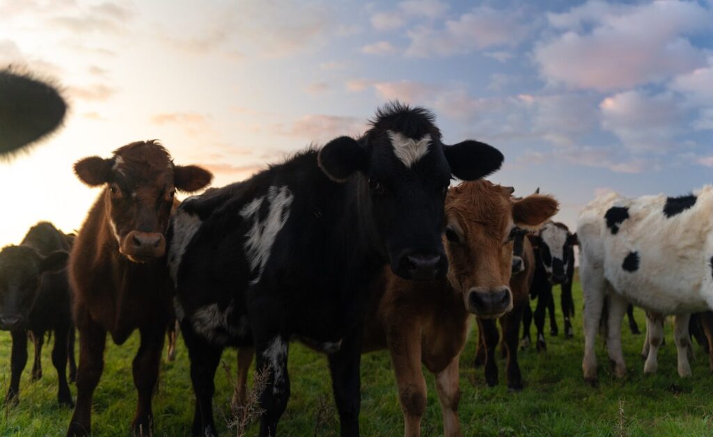 A herd of cows standing on top of a lush green field