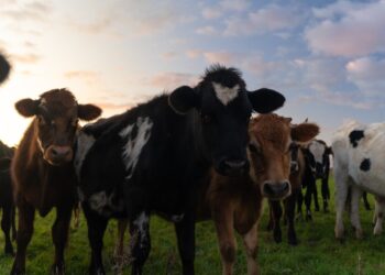 A herd of cows standing on top of a lush green field