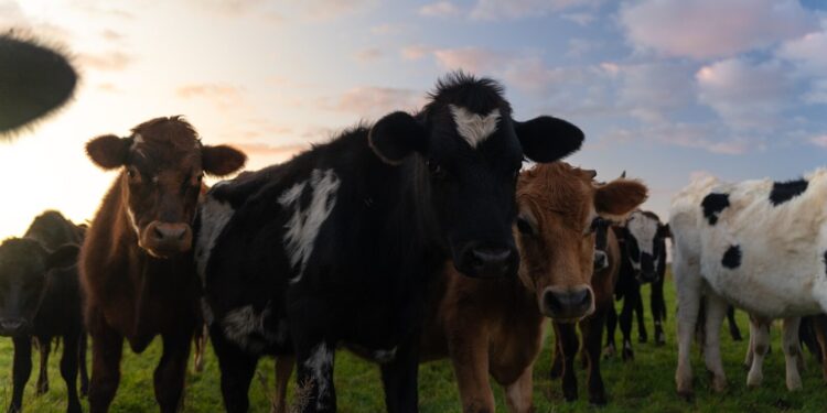 A herd of cows standing on top of a lush green field