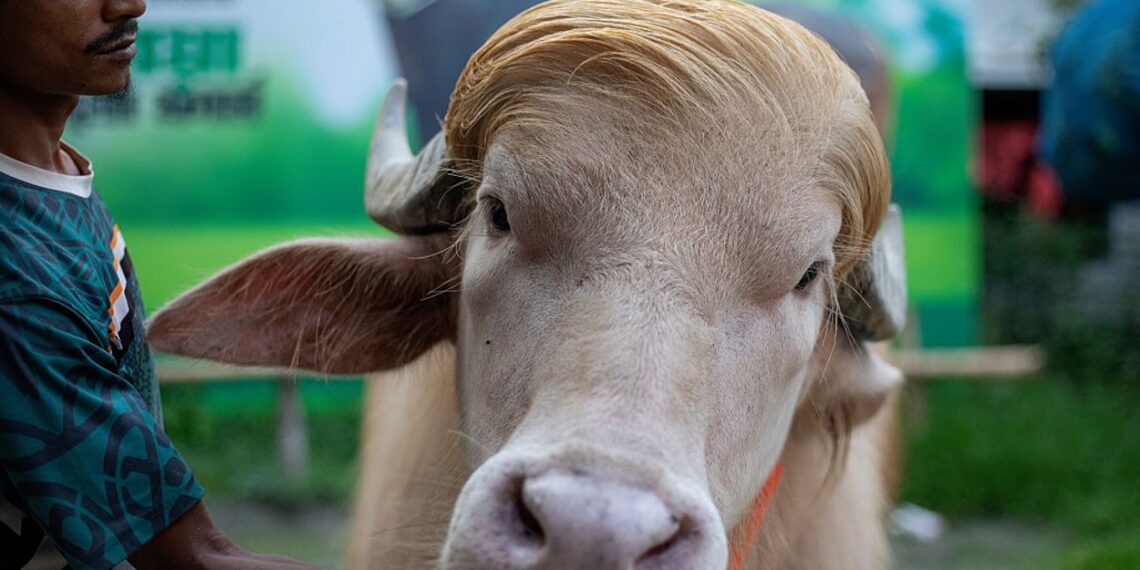 Bangladesh’s ‘Donald Trump’ buffalo wows fans ahead of Eid sacrifice