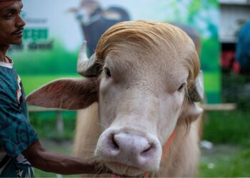 Bangladesh’s ‘Donald Trump’ buffalo wows fans ahead of Eid sacrifice
